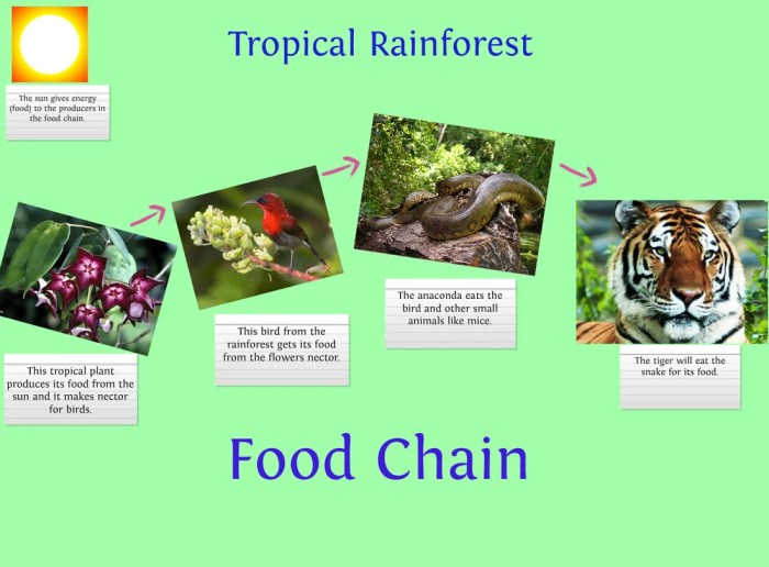 Contoh rantai makanan di ekosistem hutan hujan tropis