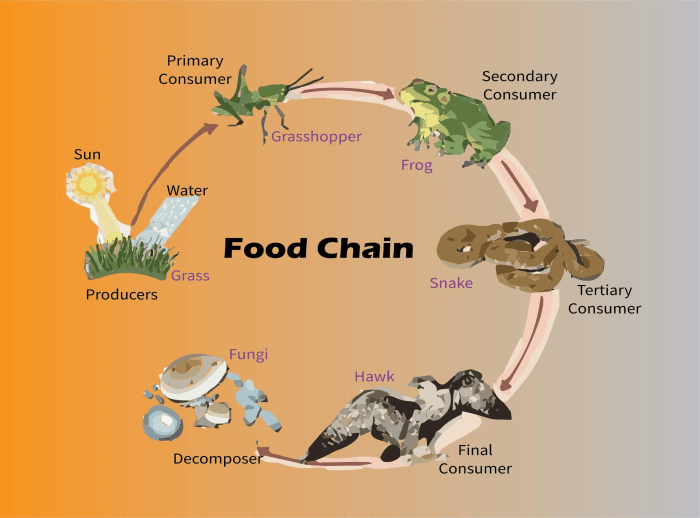 Food web savannah savanna african biome grassland animals chain grasslands ecosystem ecosystems consumers plants webs habitat chains wild veldt tropical