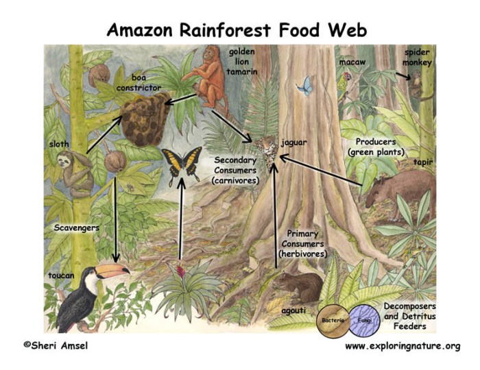 Contoh Rantai Makanan Di Ekosistem Hutan Hujan Tropis