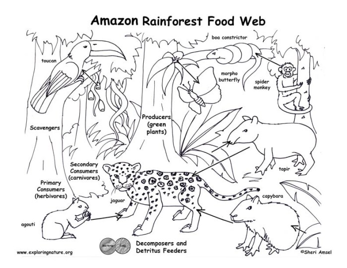 Contoh rantai makanan di ekosistem hutan hujan tropis