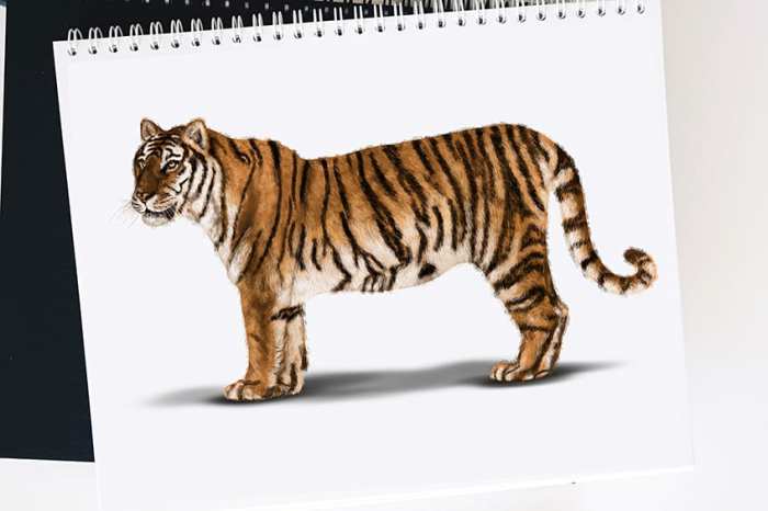 Sketsa gambar hewan harimau yang realistis