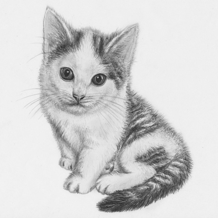 Gambar sketsa hewan kucing yang imut