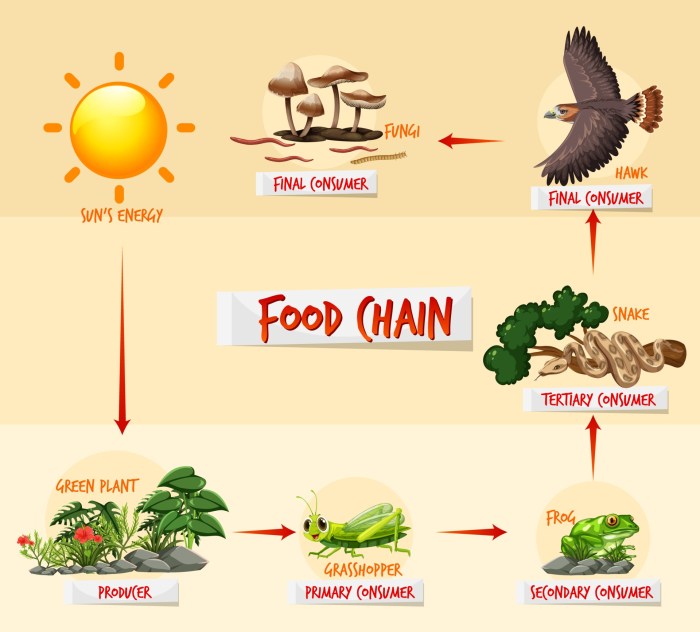 Contoh rantai makanan dalam ekosistem padang rumput