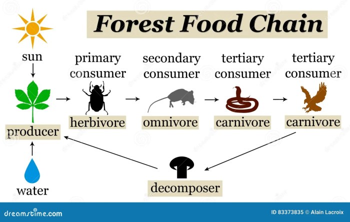 Contoh rantai makanan di ekosistem hutan hujan tropis