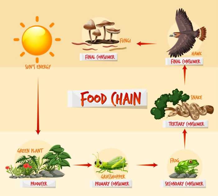 Contoh Rantai Makanan Lengkap Dengan Penjelasan