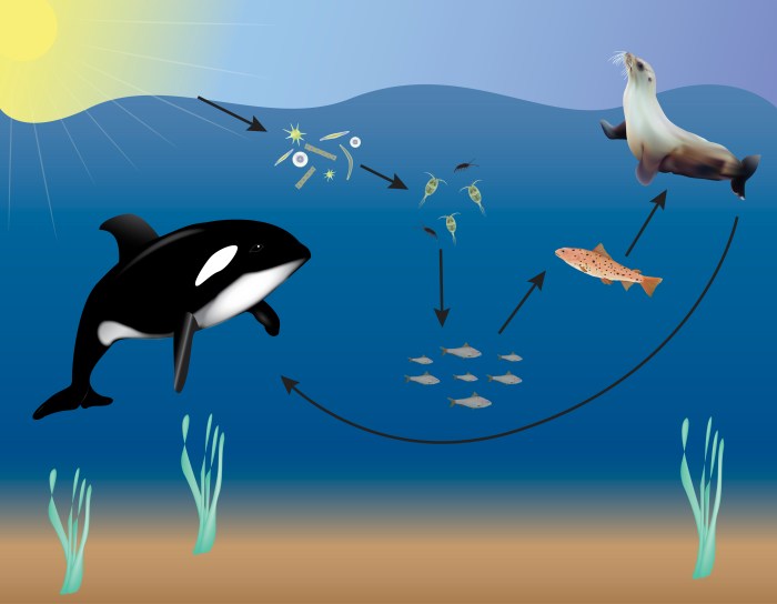 Chain food examples aquatics example quiz aquatic land study overview here lesson