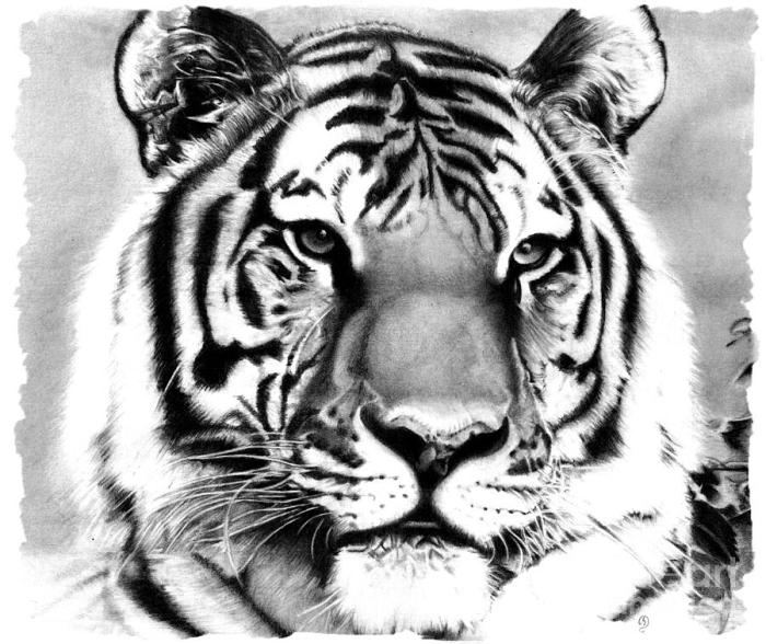 Tiger drawing realistic pen drawings animal draw tigers animals using ballpoint saved getdrawings