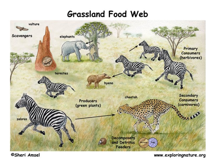 Chain food web energy savanna grassland tropical biome sun grass desert starting facts picture flow human pyramid tree shown above